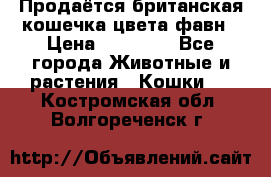 Продаётся британская кошечка цвета фавн › Цена ­ 10 000 - Все города Животные и растения » Кошки   . Костромская обл.,Волгореченск г.